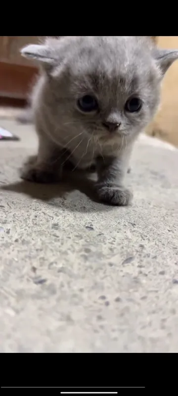 Scottish Fold sotiladi — фото 2
