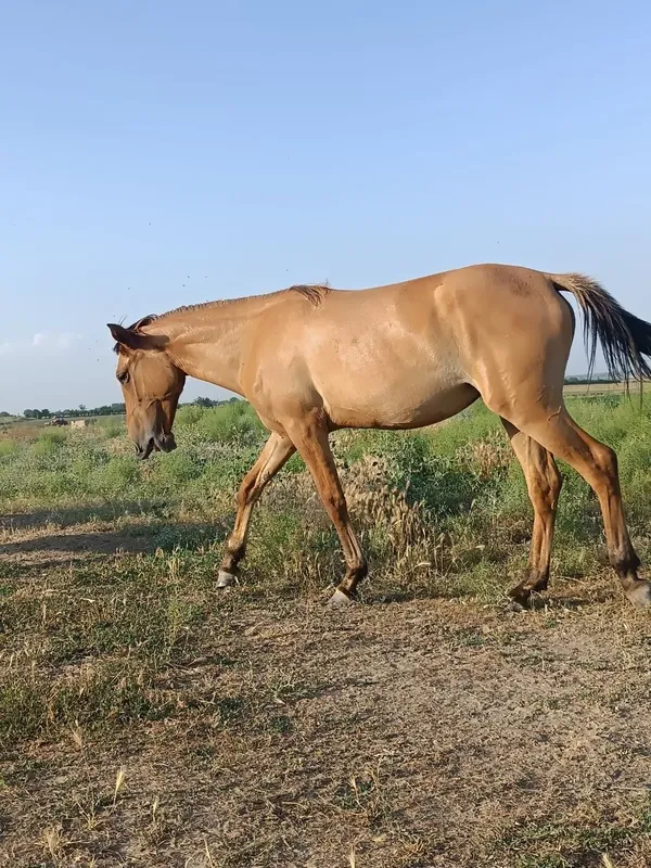 Toy, той от сотилади 4 Toy, той от сотилади 4