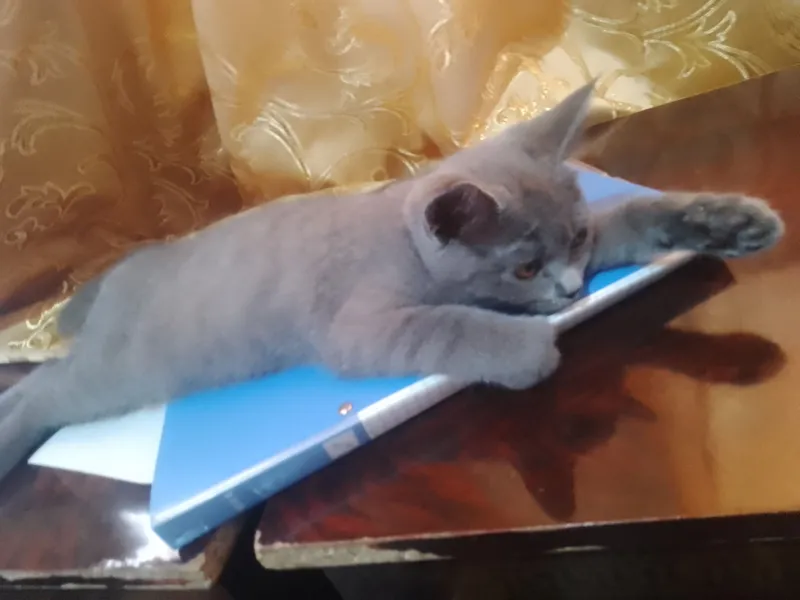 Котик