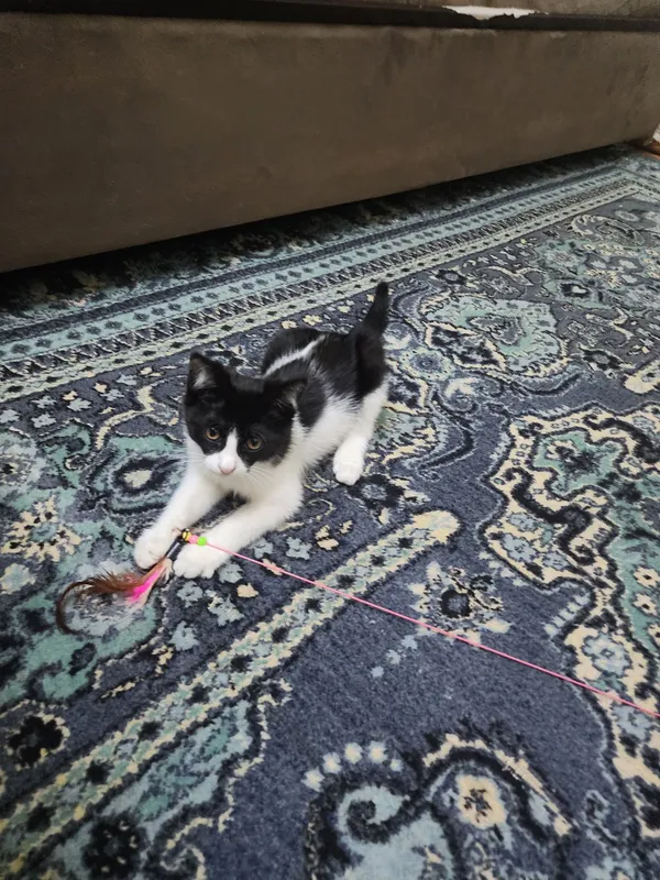 Самарканд. Котенок мальчик 1 Самарканд. Котенок мальчик 1