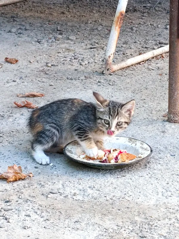 Отдадим кошек/котов бесплатно в хорошие руки .