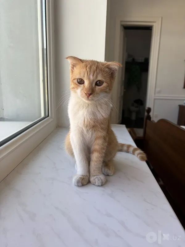 Котенок-мальчик 4 месяца 2 Котенок-мальчик 4 месяца 2