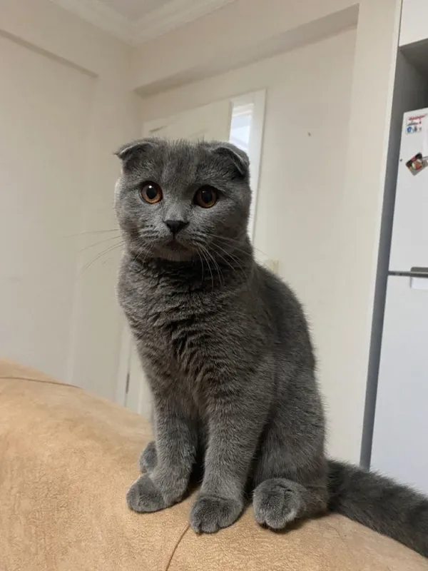 Scottish fold 2 Scottish fold 2