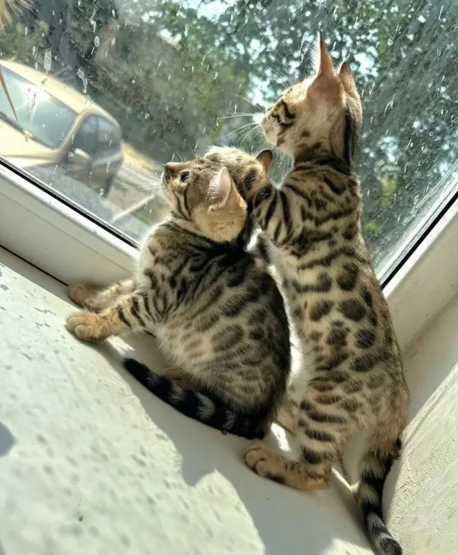 Бенгальские котята — фото 3