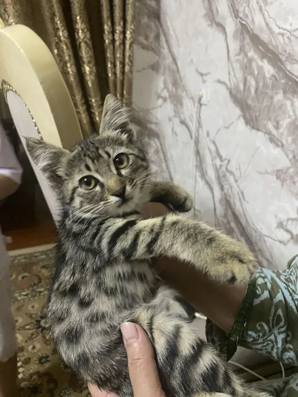 Отдам в хорошие руки 2 Отдам в хорошие руки 2