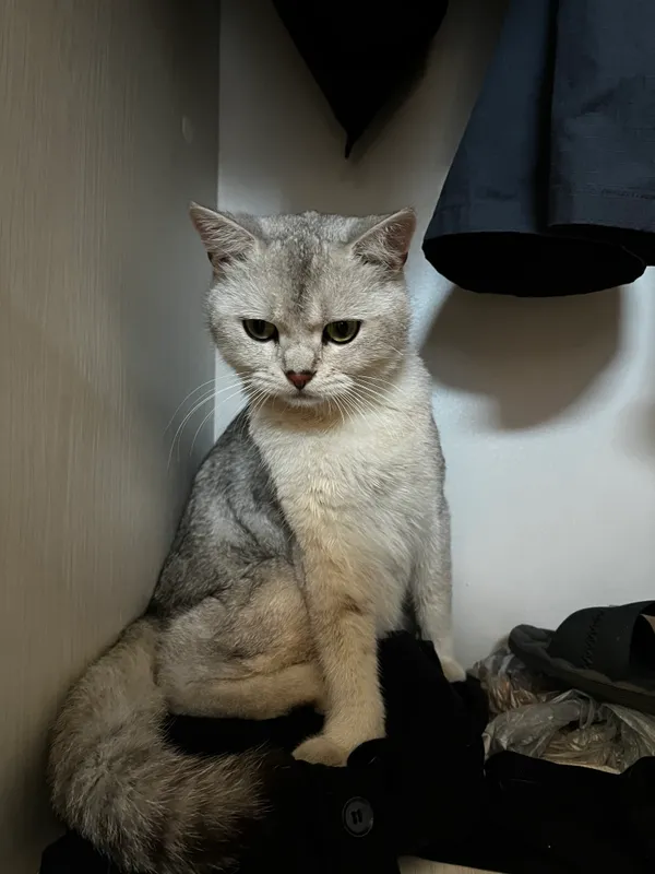 Britanski serebristi shinshilla: 2 Britanski serebristi shinshilla: 2