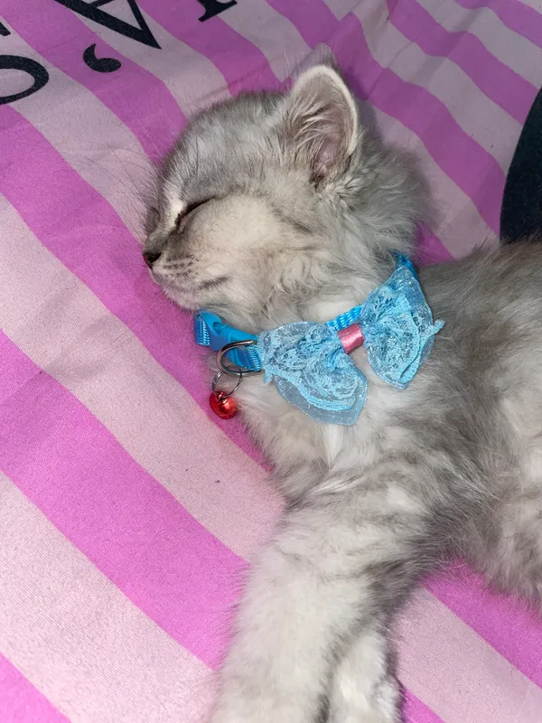 Упитанный котёнок