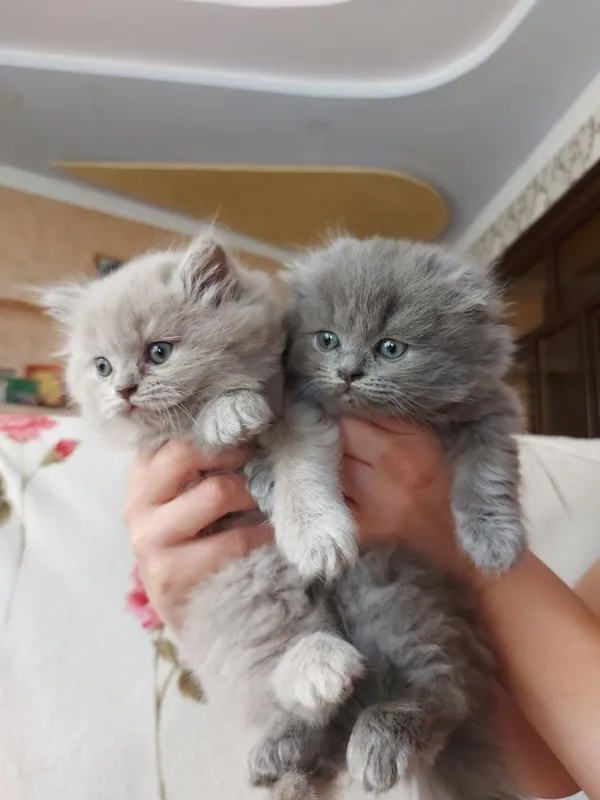 Кошки. Мушукчалар 2 Кошки. Мушукчалар 2