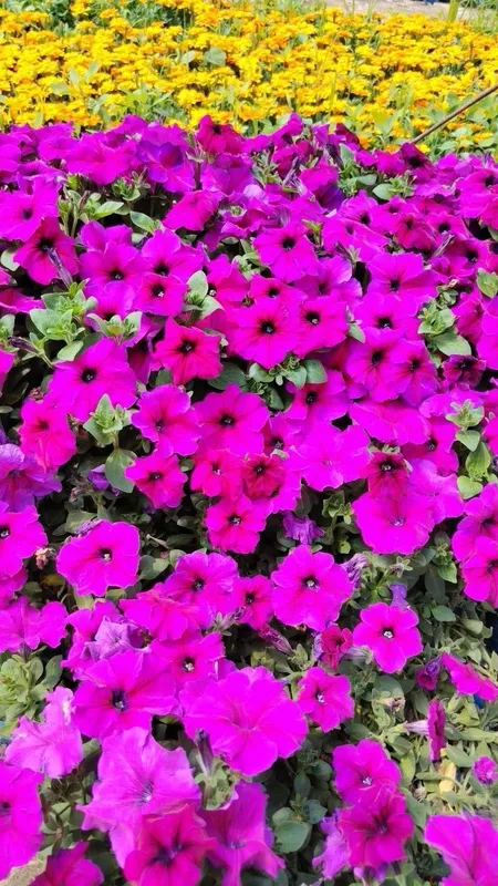 Petunia gulimiz ochildi 2000 — фото 1