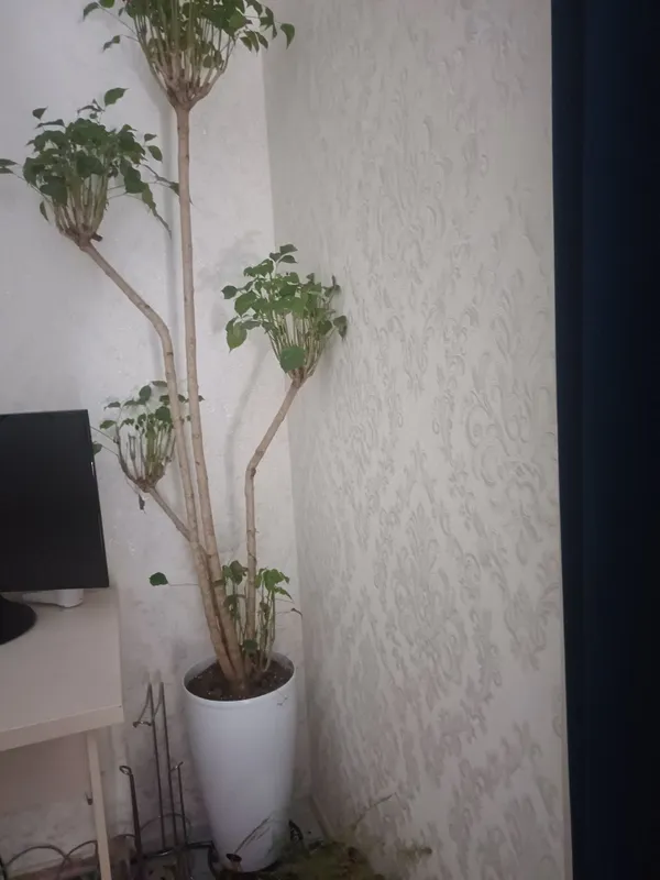 Кофейное дерево (цветок)
