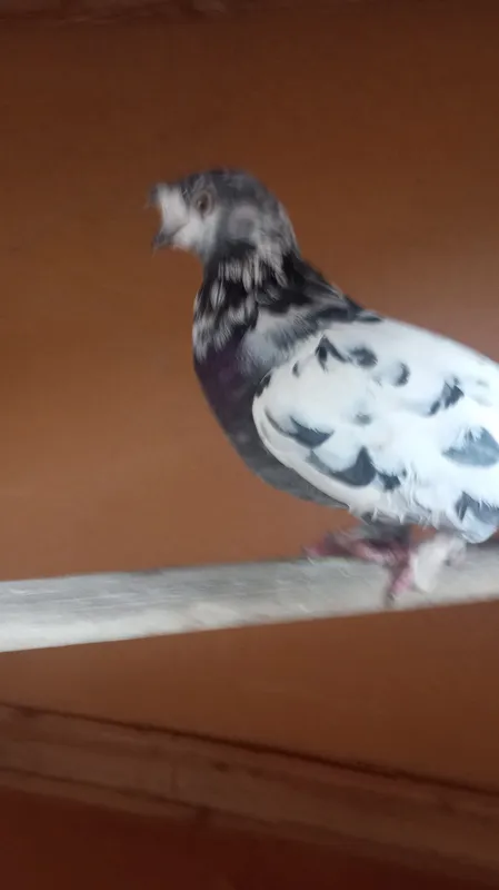 kaptar 5 kaptar 5