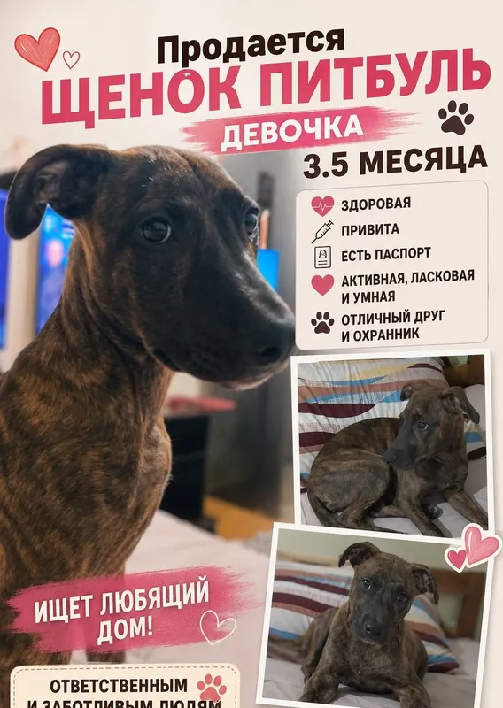 5 oylik pitbul. Mehribon qo‘llarga beraman. Oila va uy izlamoqda 5 oylik pitbul. Mehribon qo‘llarga beraman. Oila va uy izlamoqda