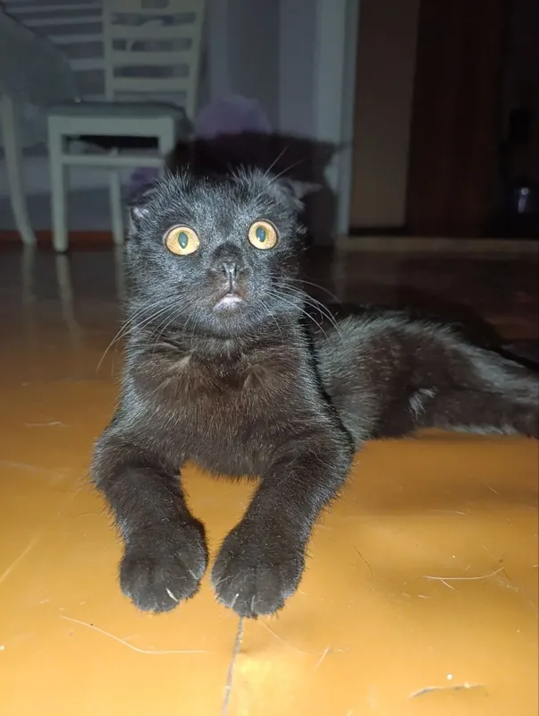 Скотиш фолд смешанные в руки 2