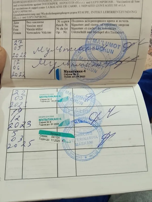 Продаются щенки немецкой овчарки 6