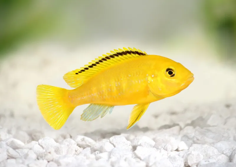 akrika yellow akrika yellow