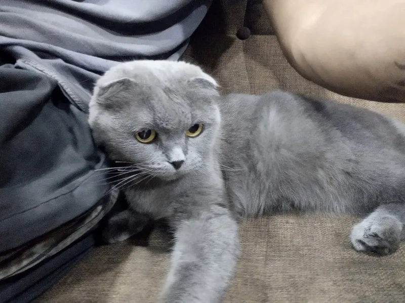 Scottish fold mushugi sotiladi 1 Scottish fold mushugi sotiladi 1