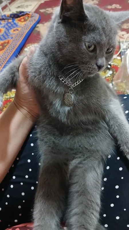 Termiz shaxar ona bola mushuklar 2