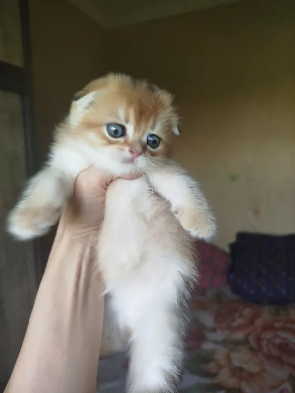 продаются котята