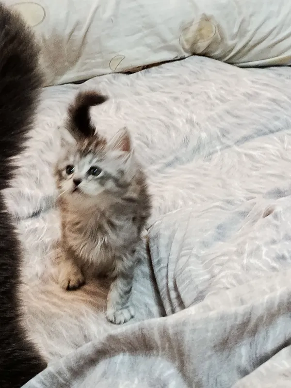 Котята чистокровные — фото 1