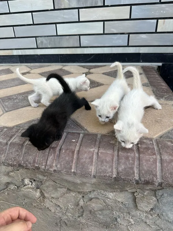 Отдам бесплатно в хорошие руки 2