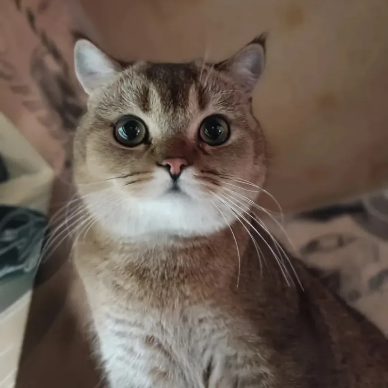 британские золотые котята ищут любящих хозяев! 2
