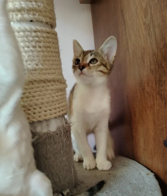 Котята — фото 2 Котята — фото 2