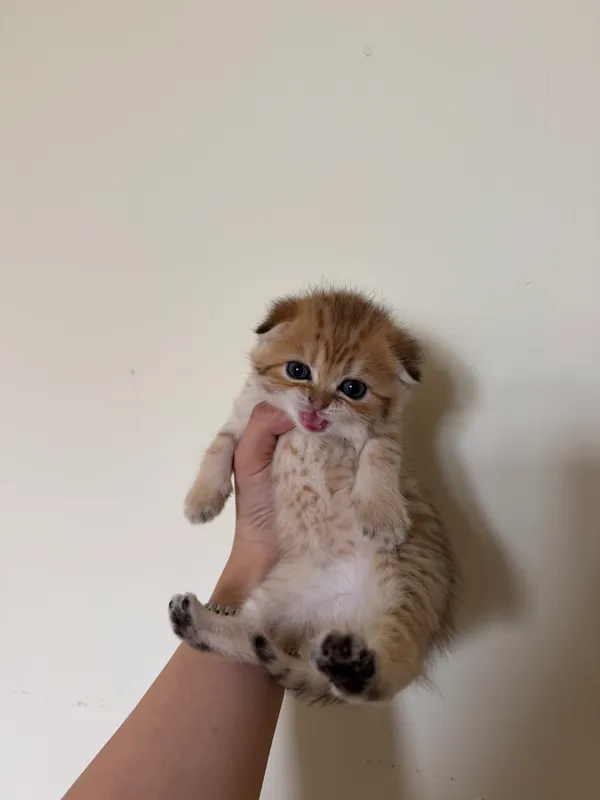 Золотая шиншила кошка — фото 4