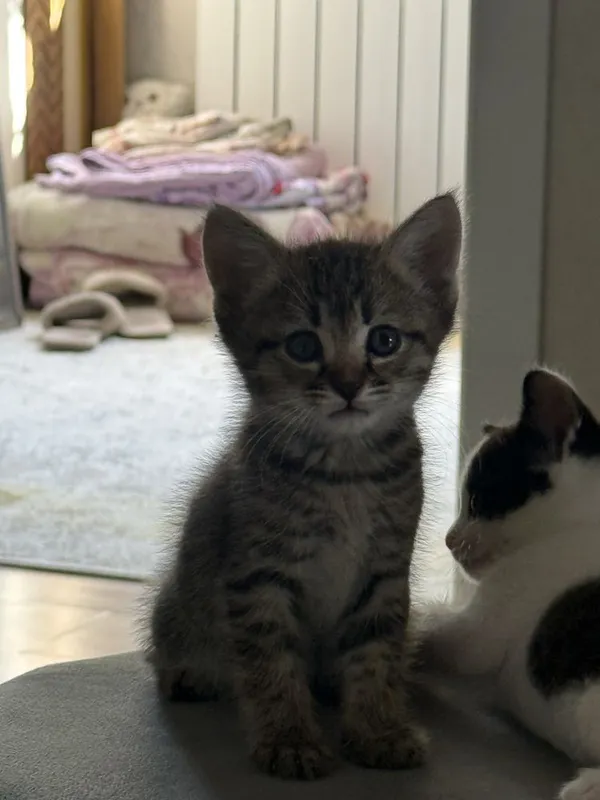 Отдаются котята в добрые руки 7