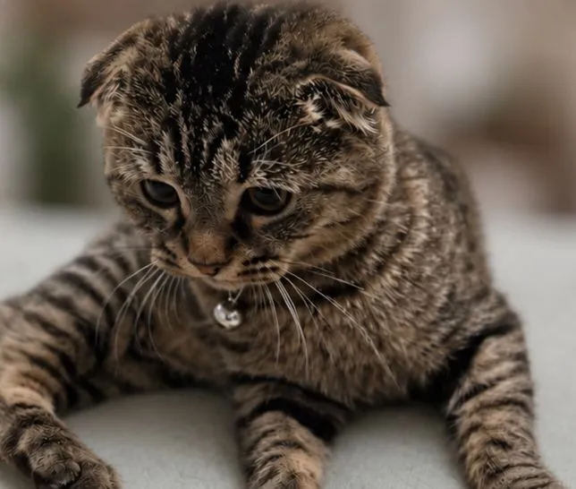 Scottish Fold 2 Scottish Fold 2