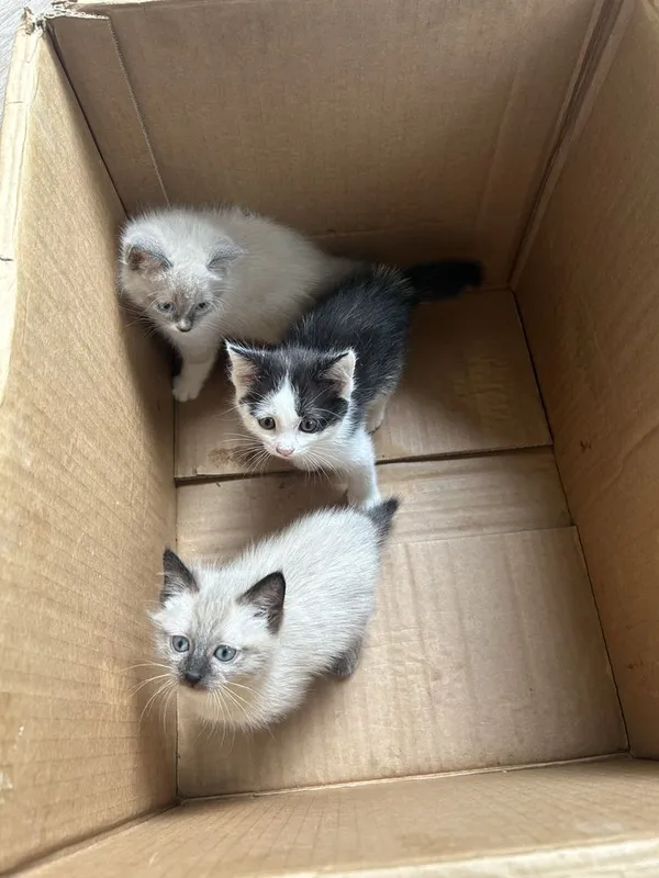 породистые котята сиямскик — фото 1