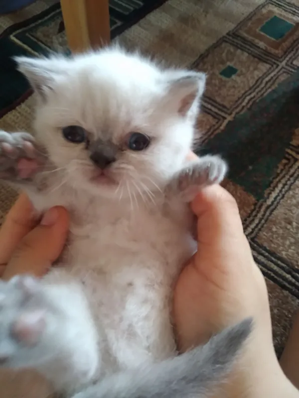 скотиш страйт 1