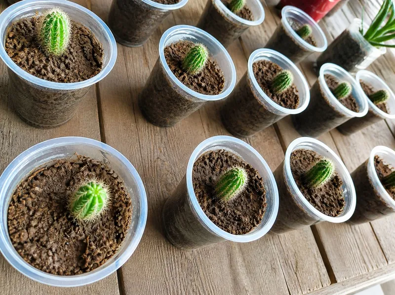 “🌵 Mini kaktus: 3+1 aksiya!”