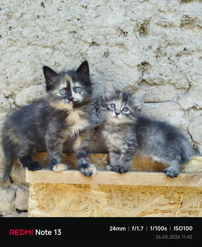 Пристраиваются домашние котята