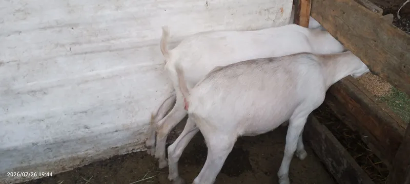 Echki bolalari sotiladi 3