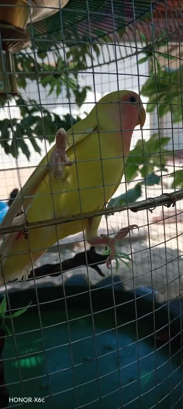 nerazluchka sotiladi 3