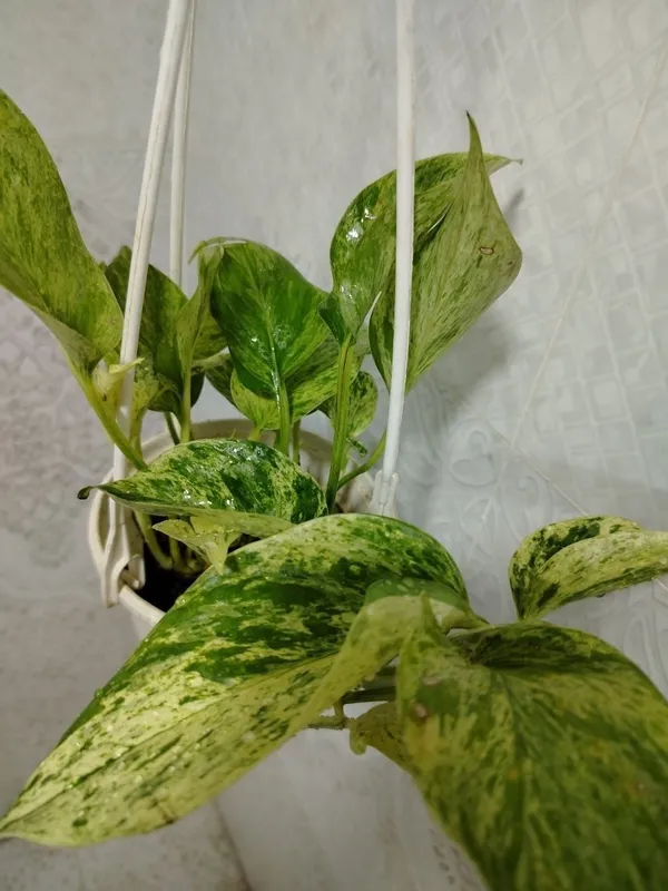 Продаётся цветы, Honaki gullar sotiladi — фото 6