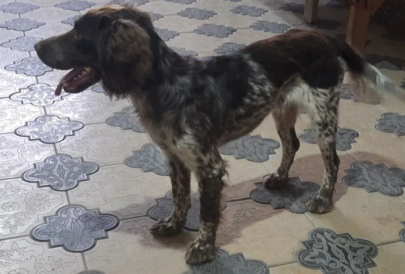 Tiza zotli Ovchi it, jinsi erkak, parodalik 2 Tiza zotli Ovchi it, jinsi erkak, parodalik 2