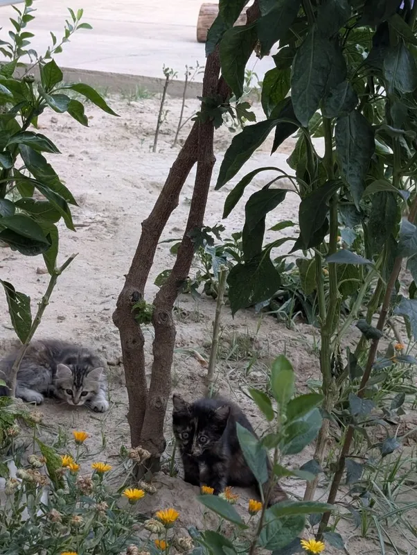 Mushukchalar bepul, yaxshi qo‘llarga beriladi Mushukch 8 Mushukchalar bepul, yaxshi qo‘llarga beriladi Mushukch 8