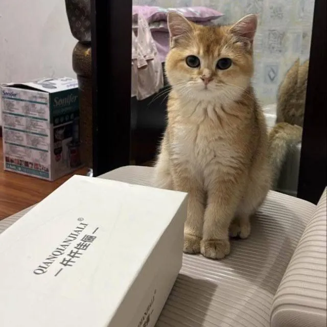 Scotish fold shinshila paroda скотиш фолд srochno 2