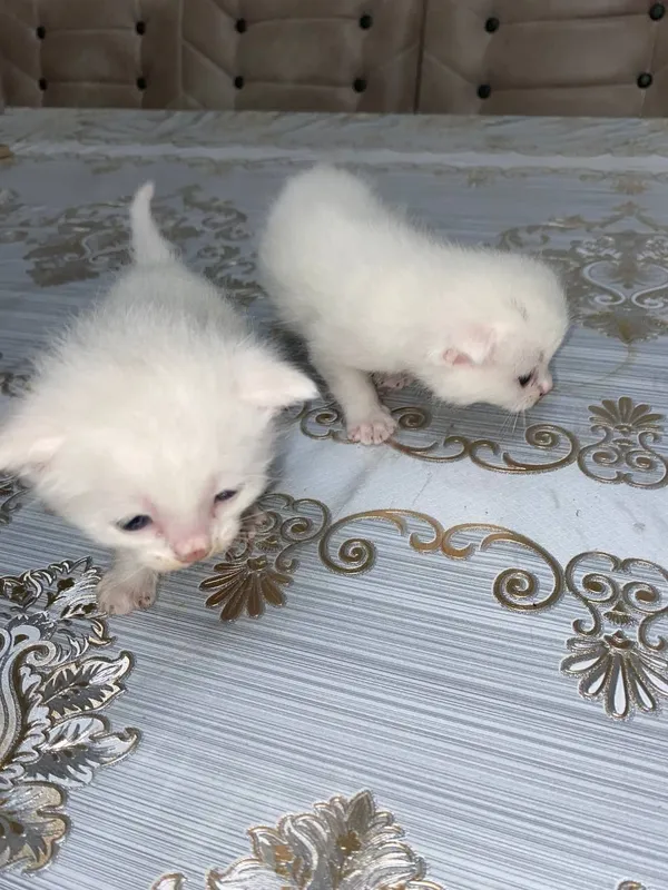 Продаются котята 2 месячные породистые очень красивые и ласковые. 1
