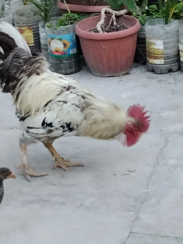 Хуроз брама соглом 3.4kg чикад