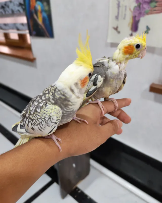 Karella qushi sotiladi 6 Karella qushi sotiladi 6