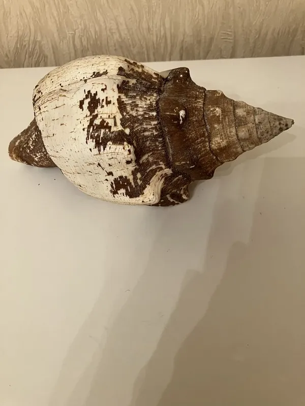 Ракушки и морская звезда — фото 3