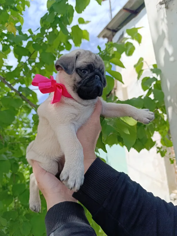Mops kuchukchalari sotiladi 2