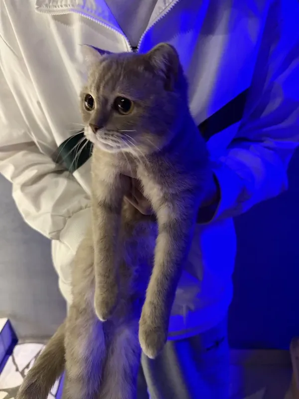 Продается кошка и котенок — фото 1 Продается кошка и котенок — фото 1
