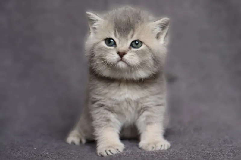 Британские котята — фото 2