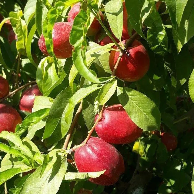 Барча турдаги Мевали кучатлар арзон ва сифатли