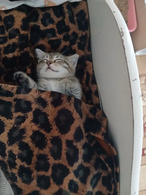 Отдаю в хорошие руки котят 1