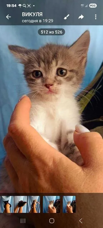 Котята ищут семьи! 2 Котята ищут семьи! 2
