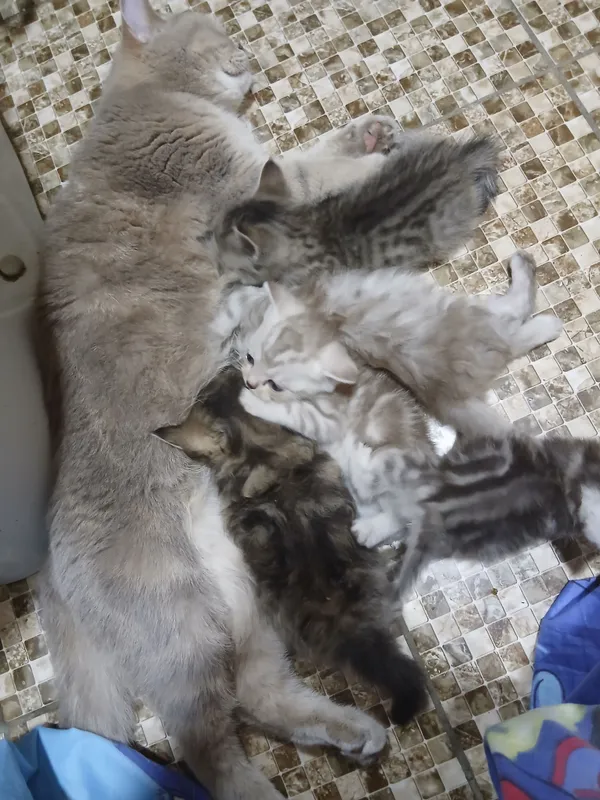 котики Шотландский мальчик и девочка 5